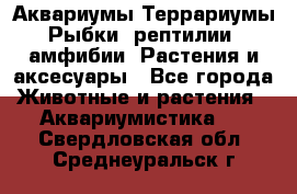 Аквариумы.Террариумы.Рыбки, рептилии, амфибии. Растения и аксесуары - Все города Животные и растения » Аквариумистика   . Свердловская обл.,Среднеуральск г.